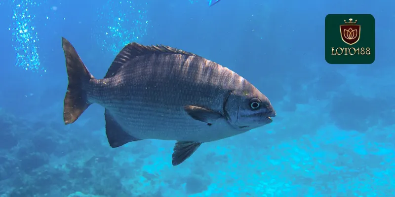 Giấc Mơ Thấy Cá Đánh Con Gì Để May Mắn Trúng Lớn 3 Vậy Giấc mơ thấy cá đánh con gì để trúng lớn