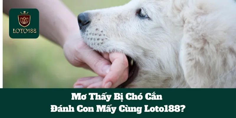 Mơ Thấy Bị Chó Cắn Đánh Con Mấy Cùng Loto188? 3 Giấc mơ thấy chó cắn và chọn số may mắn